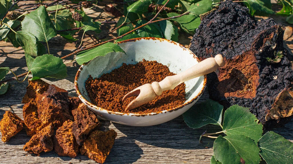 Chaga-sieni – luonnon oma superruoka